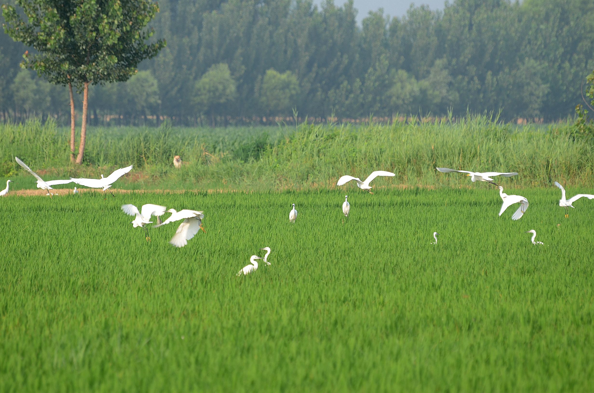 稻田白鹭飞二齐志国摄